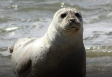 Un hombre que lanzó una piedra a una foca podría enfrentar multas de hasta $50.000