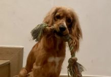 Capuccino el primer perro en entrar a un juzgado regresó con la familia de su tutora legal