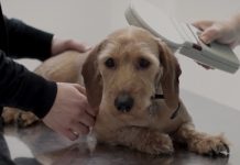 Brigada veterinaria gratuita en Guayaquil