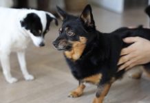 Multas por maltrato animal de hasta 3364 dólares en Guayaquil