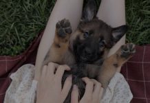 En el Día Mundial del Perrito Sin Raza, la mejor opción es adoptar