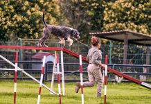 Inscripciones para curso GRATUITO de adiestramiento canino 2026 curso gratuito de adiestramiento canino 2026 en Quito con requisitos de inscripción y fechas oficiales.jpeg