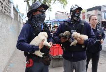 Tres cachorros son rescatados de la venta ilegal en El Quinche Tres cachorros rescatados de la venta ilegal en el mercado de El Quinche por la Unidad de Bienestar Animal de Quito