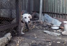 ¿Presenció maltrato animal? Paso a paso para denunciar en Ecuador denunciar maltrato animal Ecuador