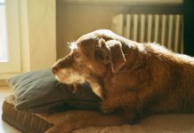 Si tu peludo duerme más, camina lento o cambió de carácter, esto debes saber para cuidar a tu mascota senior