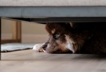 ¿Tu perrito se asusta con los truenos? Así puedes ayudarlo durante las lluvias