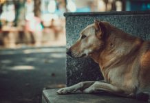 ¿Se perdió tu perro o gato? Esto es lo que debes hacer para encontrarlo en Quito
