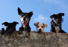 ¿Tu perrito tiene conductas agresivas? Este curso gratuito puede ayudarte