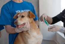 ¿Tu perro o gato ya tiene la vacuna contra la rabia? La dosis es gratuita hasta noviembre